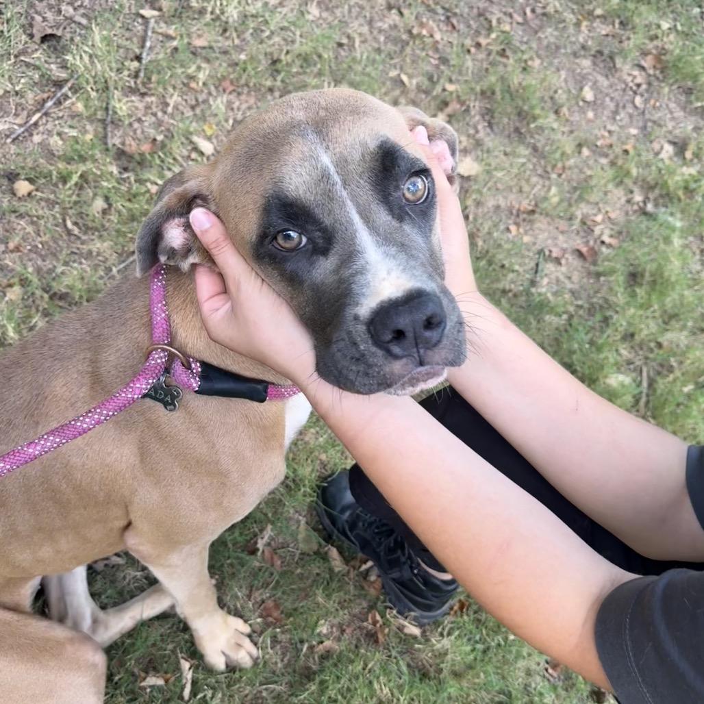 Enlarge Clover 8076, a Adoptable Mixed Breed in Hamilton, GA image 2/6