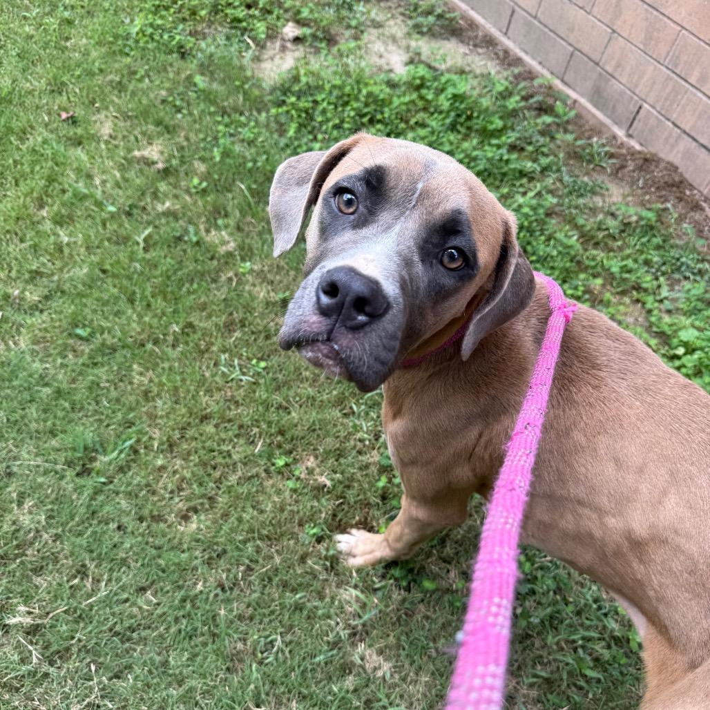 Enlarge Clover 8076, a Adoptable Mixed Breed in Hamilton, GA image 3/6