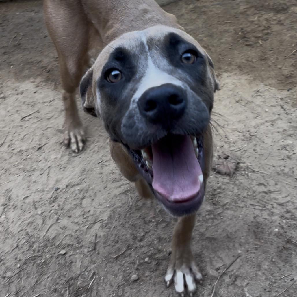 Enlarge Clover 8076, a Adoptable Mixed Breed in Hamilton, GA image 4/6
