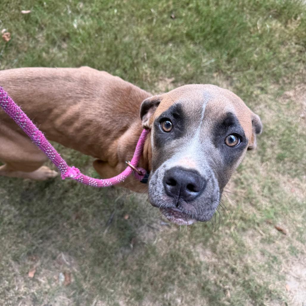 Enlarge Clover 8076, a Adoptable Mixed Breed in Hamilton, GA image 5/6