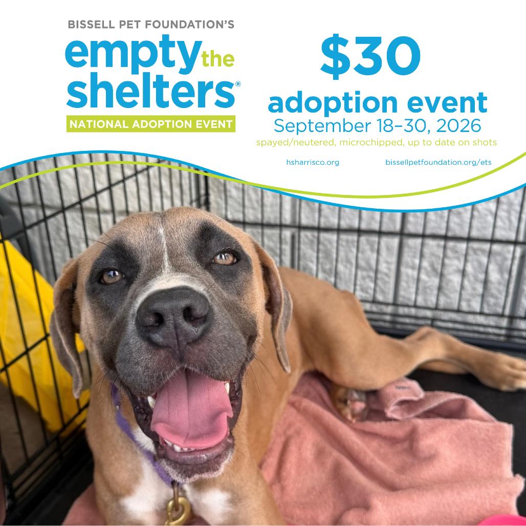 Enlarge Clover 8076, a Adoptable Mixed Breed in Hamilton, GA image 6/6