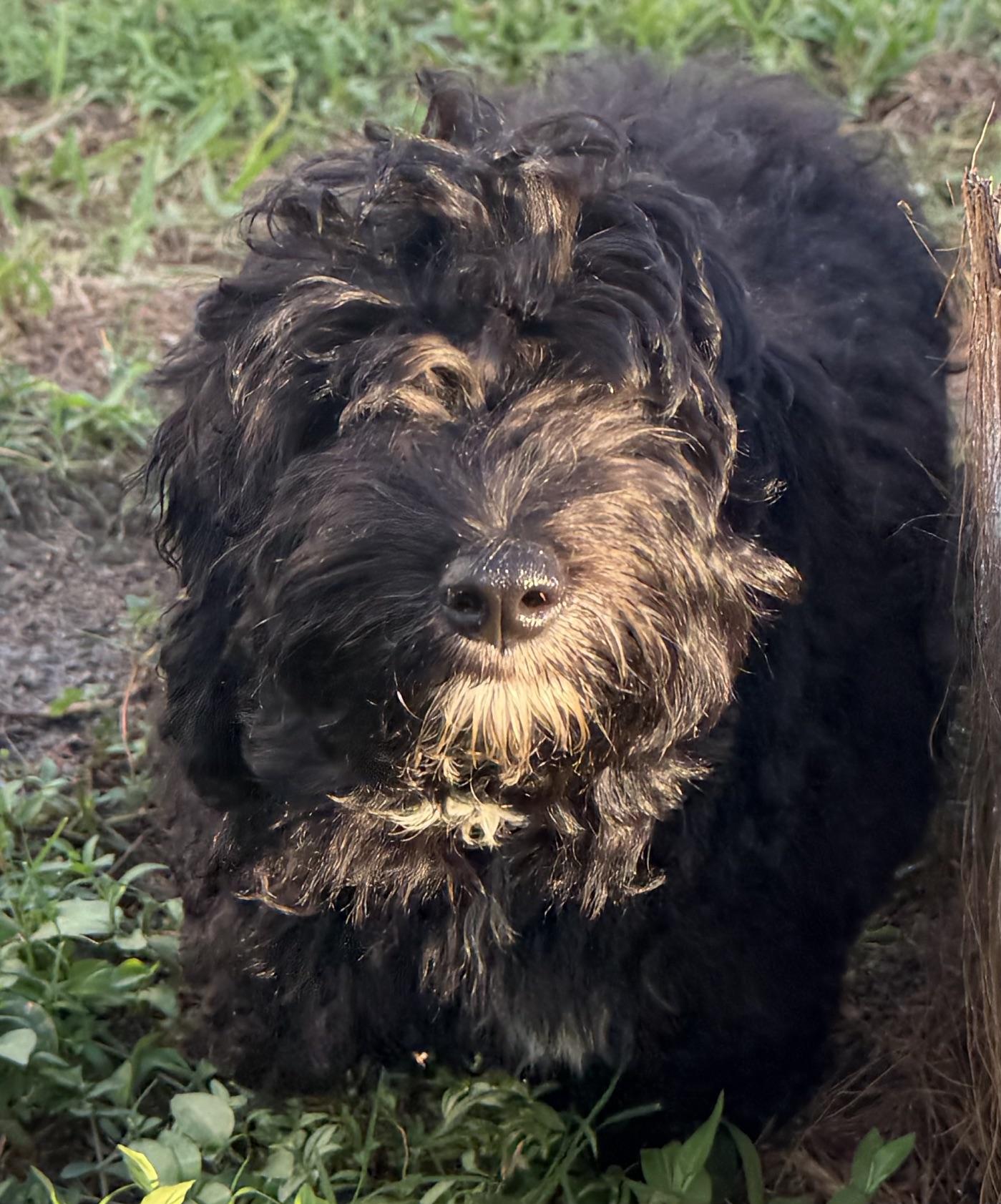 Enlarge Calvin, a Adoptable Aussiedoodle in Orlando, FL image 3/4