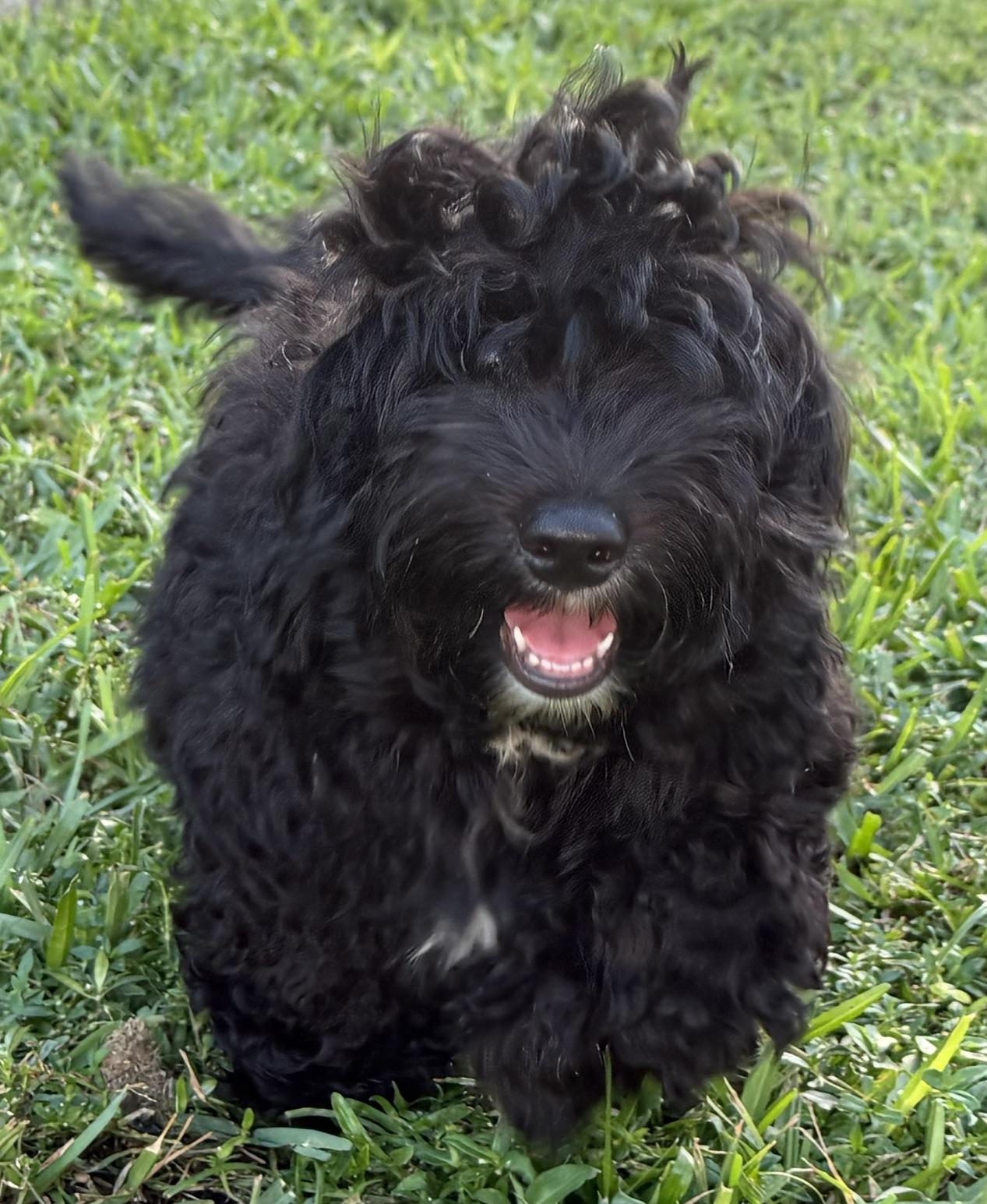 Enlarge Calvin, a Adoptable Aussiedoodle in Orlando, FL image 4/4
