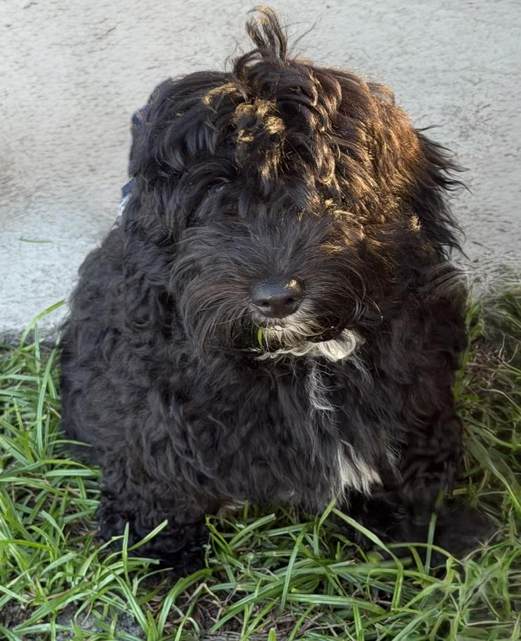 Calvin, Adoptable, Young Male Aussiedoodle.
