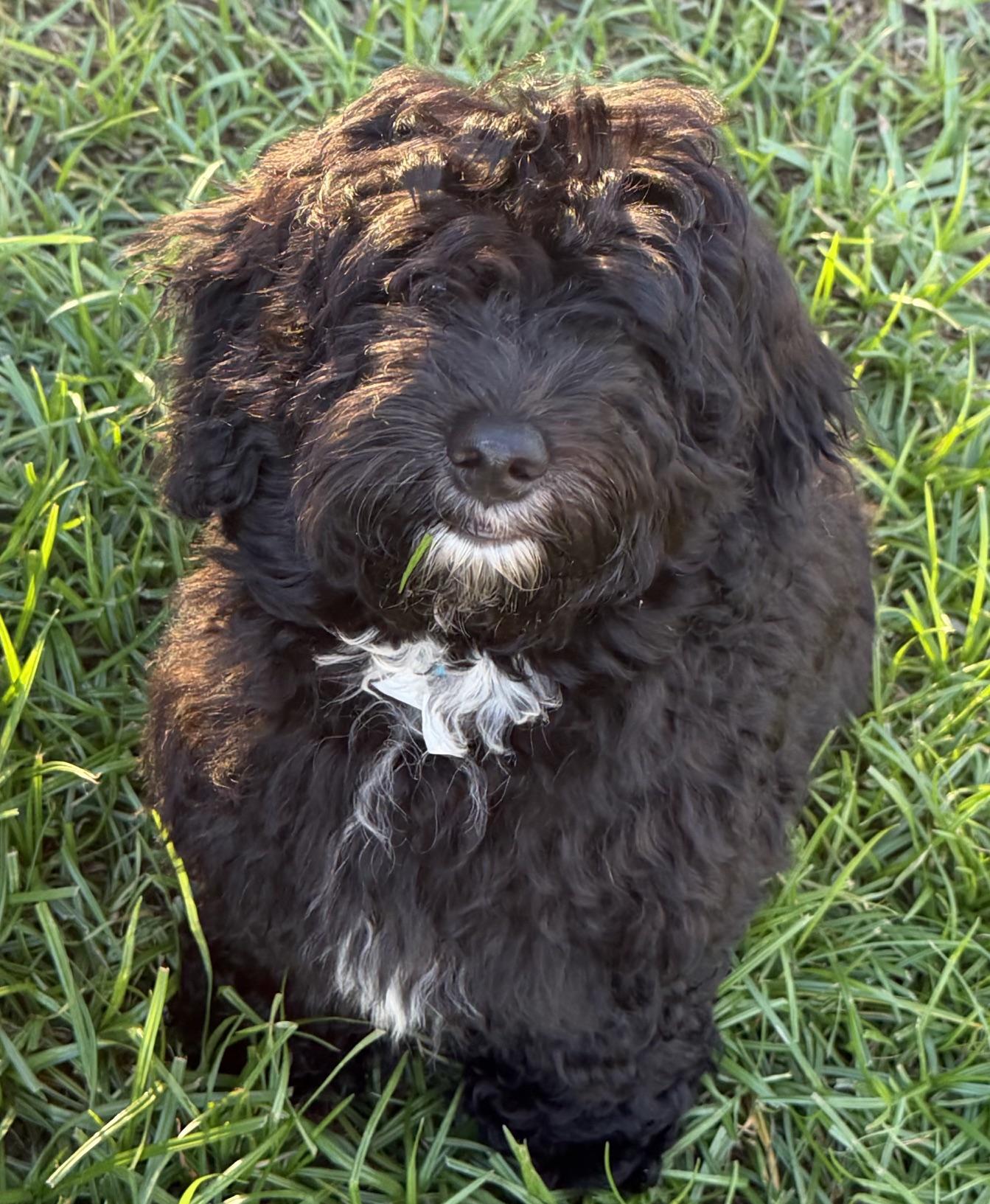 Enlarge Calvin, a Adoptable Aussiedoodle in Orlando, FL image 2/4