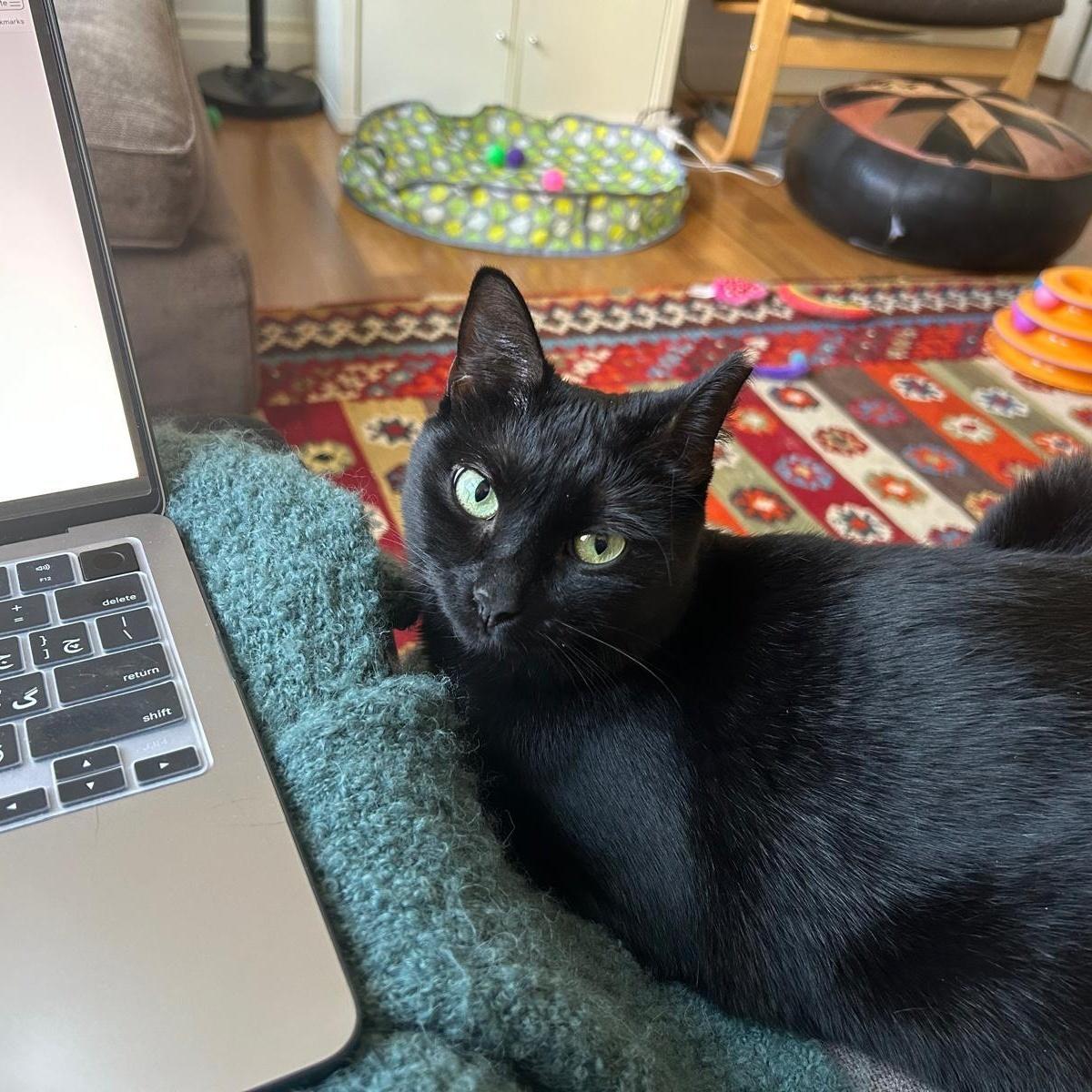 Enlarge Michaela, a ADOPTABLE American Shorthair in New York, NY image 2/6