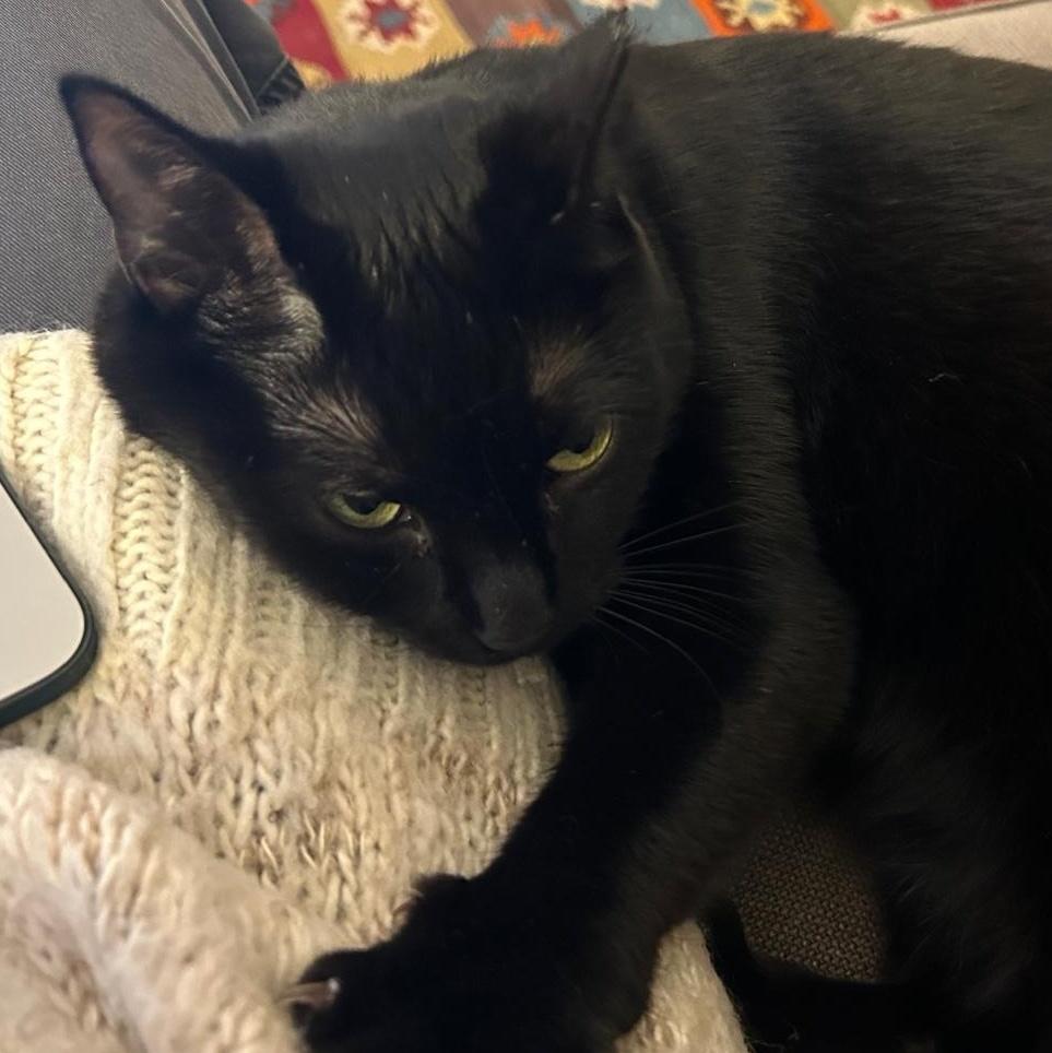 Enlarge Michaela, a ADOPTABLE American Shorthair in New York, NY image 3/6