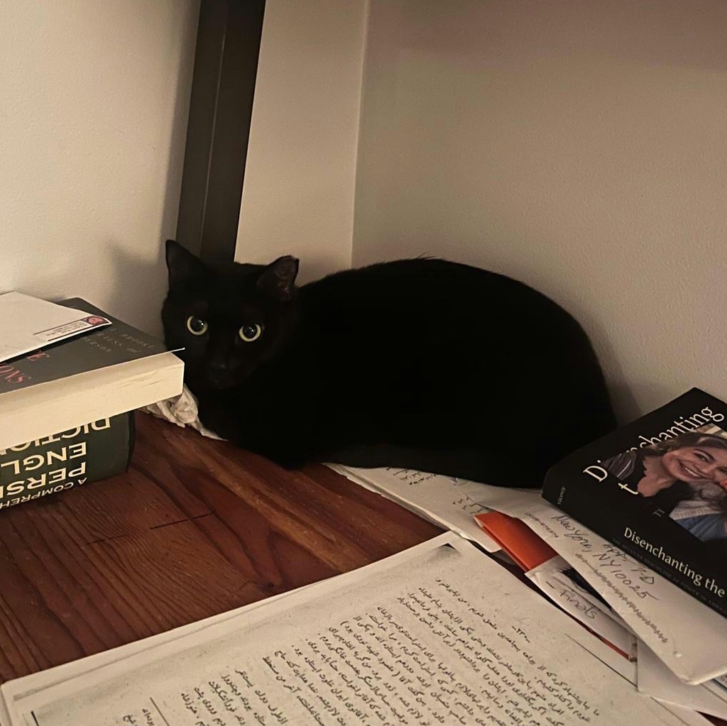 Enlarge Michaela, a ADOPTABLE American Shorthair in New York, NY image 4/6