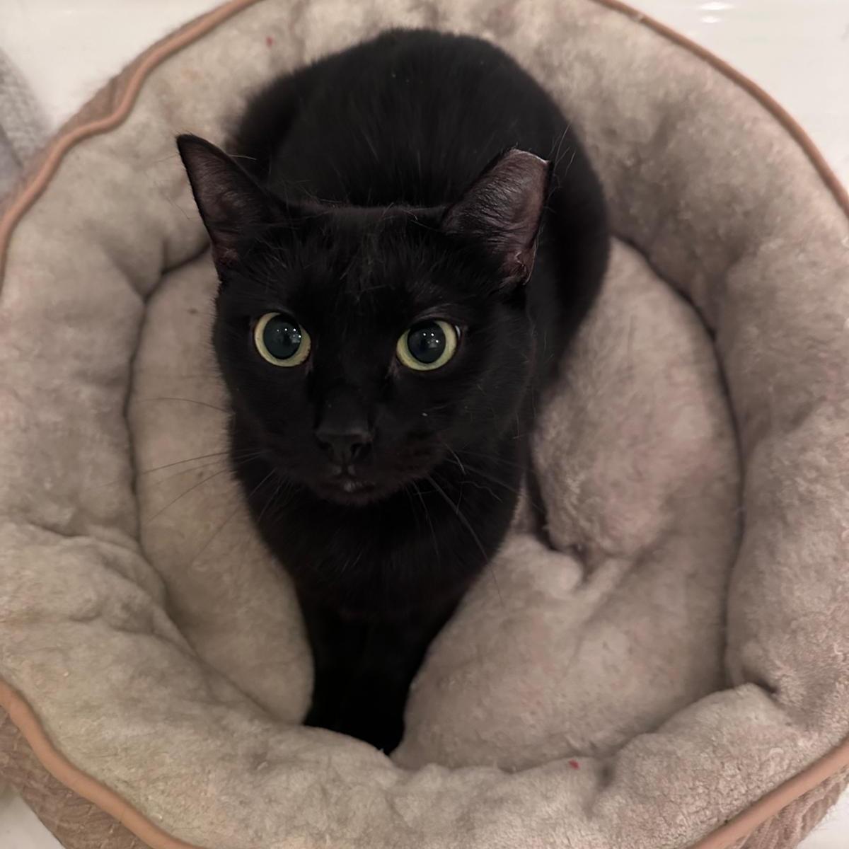 Enlarge Michaela, a ADOPTABLE American Shorthair in New York, NY image 5/6