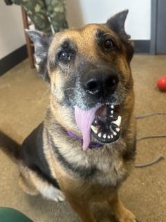 Ginger, an adopted mixed breed in Cleveland, OH image 4/6