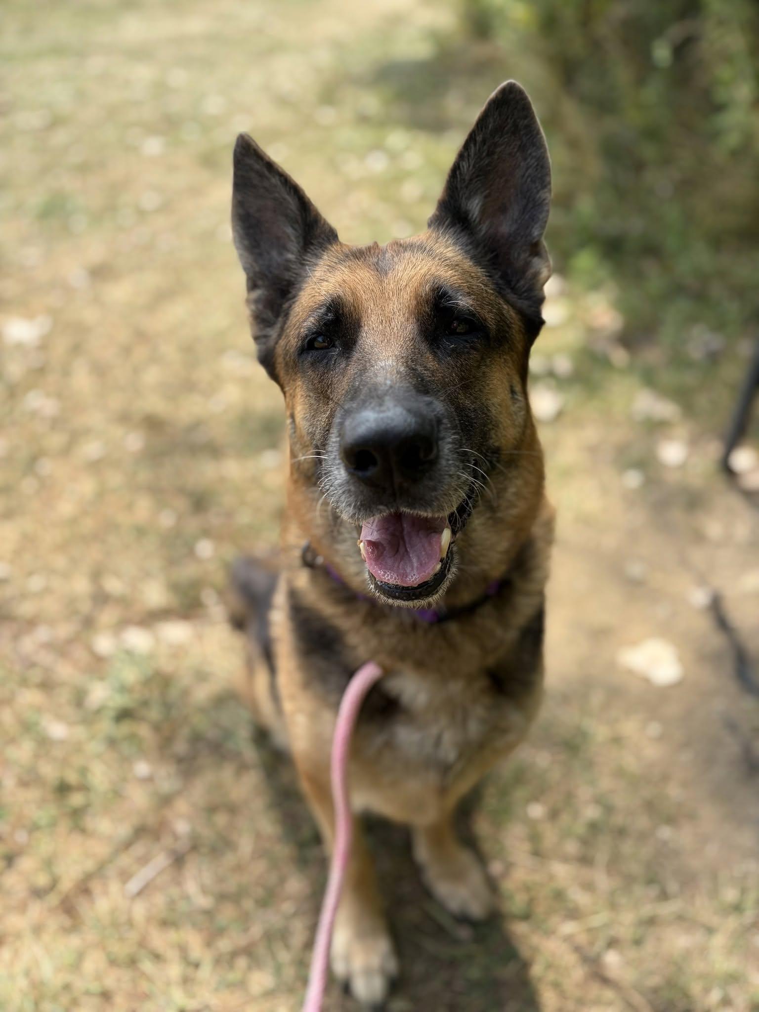 Ginger, adopted, Adult Female German Shepherd Dog.