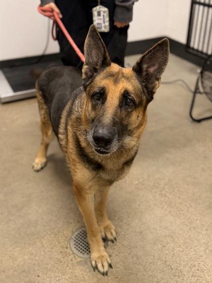 Ginger, an adopted mixed breed in Cleveland, OH image 5/6