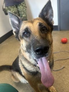 Ginger, an adopted mixed breed in Cleveland, OH image 6/6