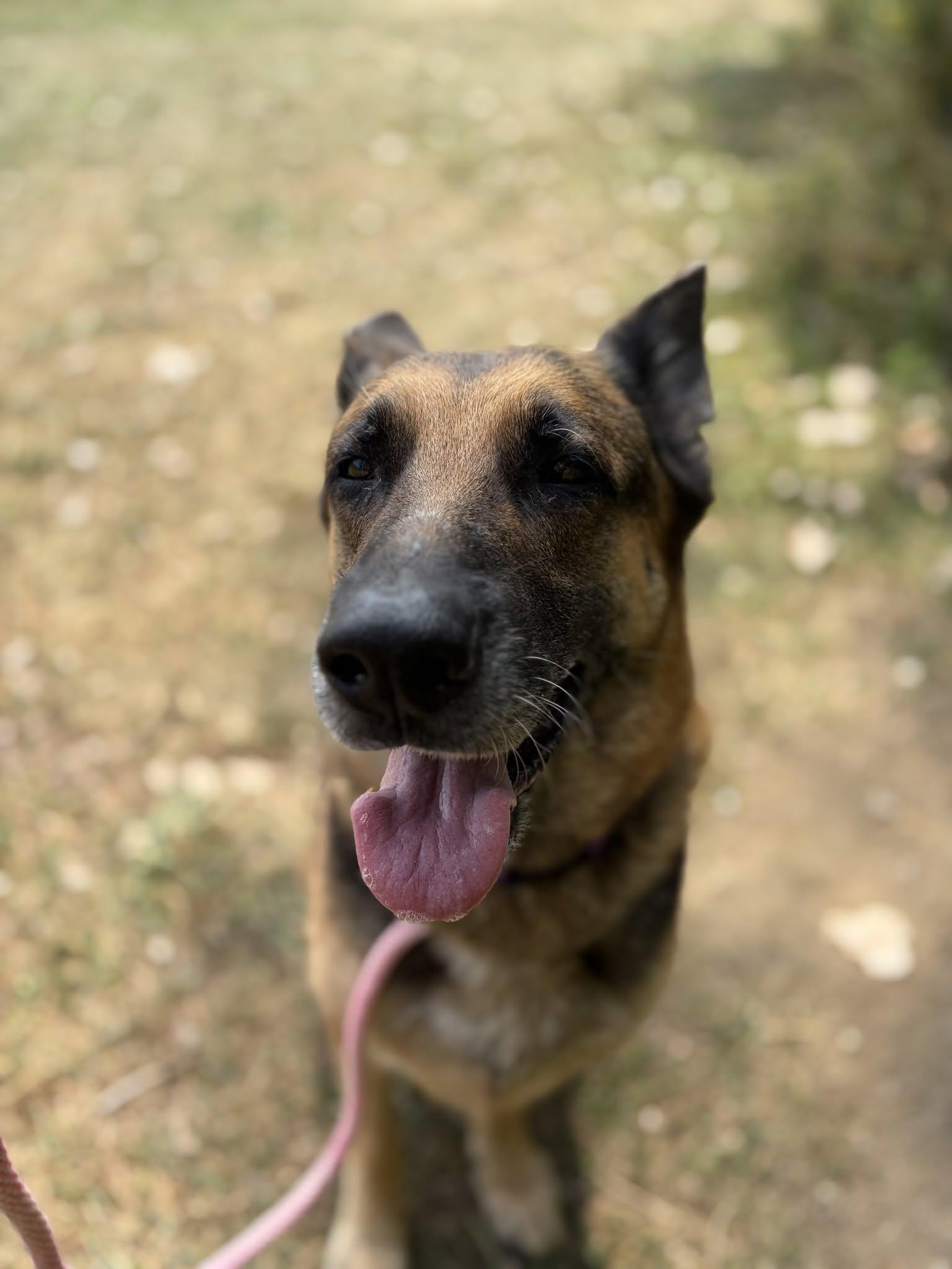 Ginger, an adopted mixed breed in Cleveland, OH image 2/6
