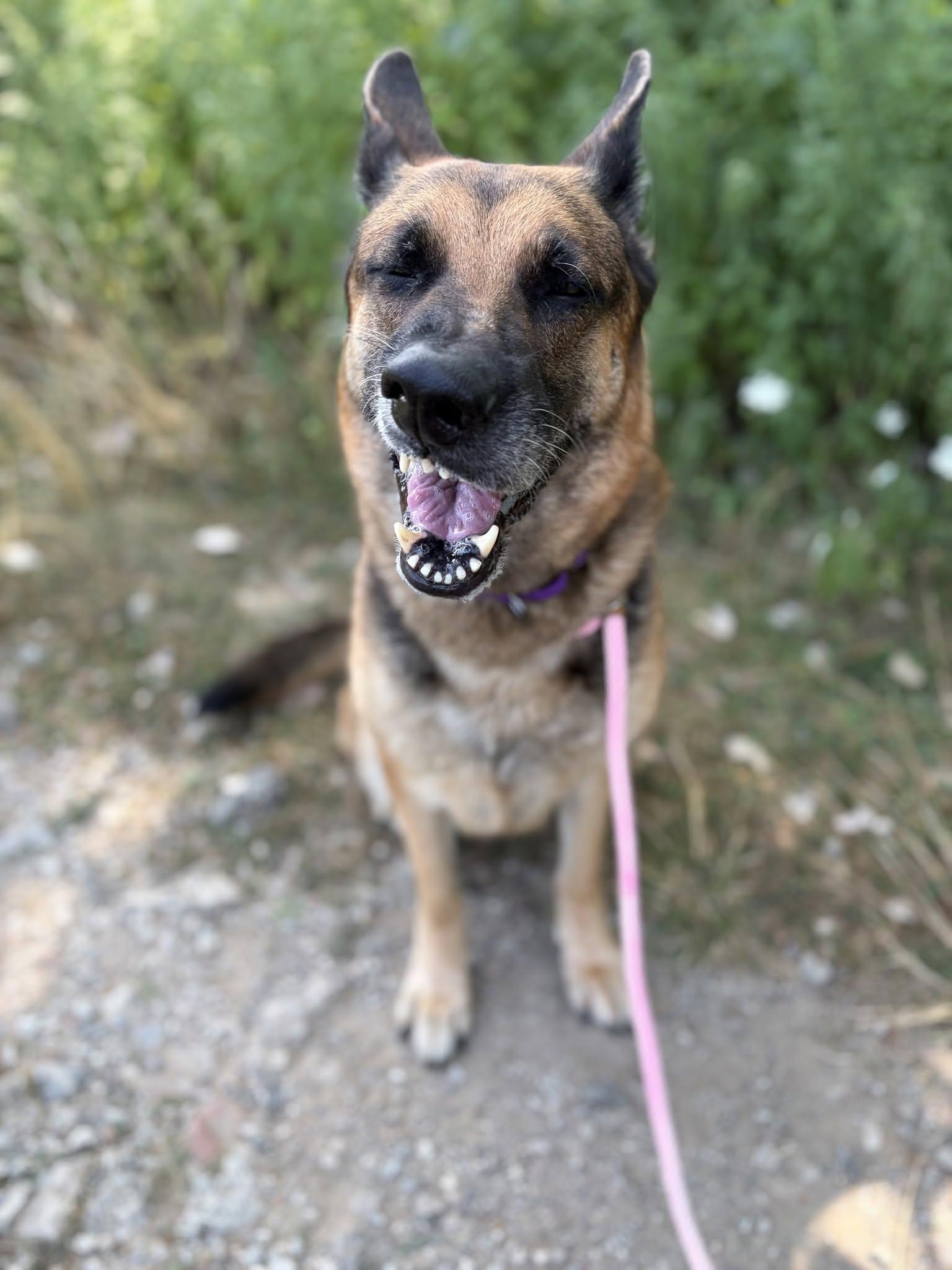 Ginger, an adopted mixed breed in Cleveland, OH image 3/6