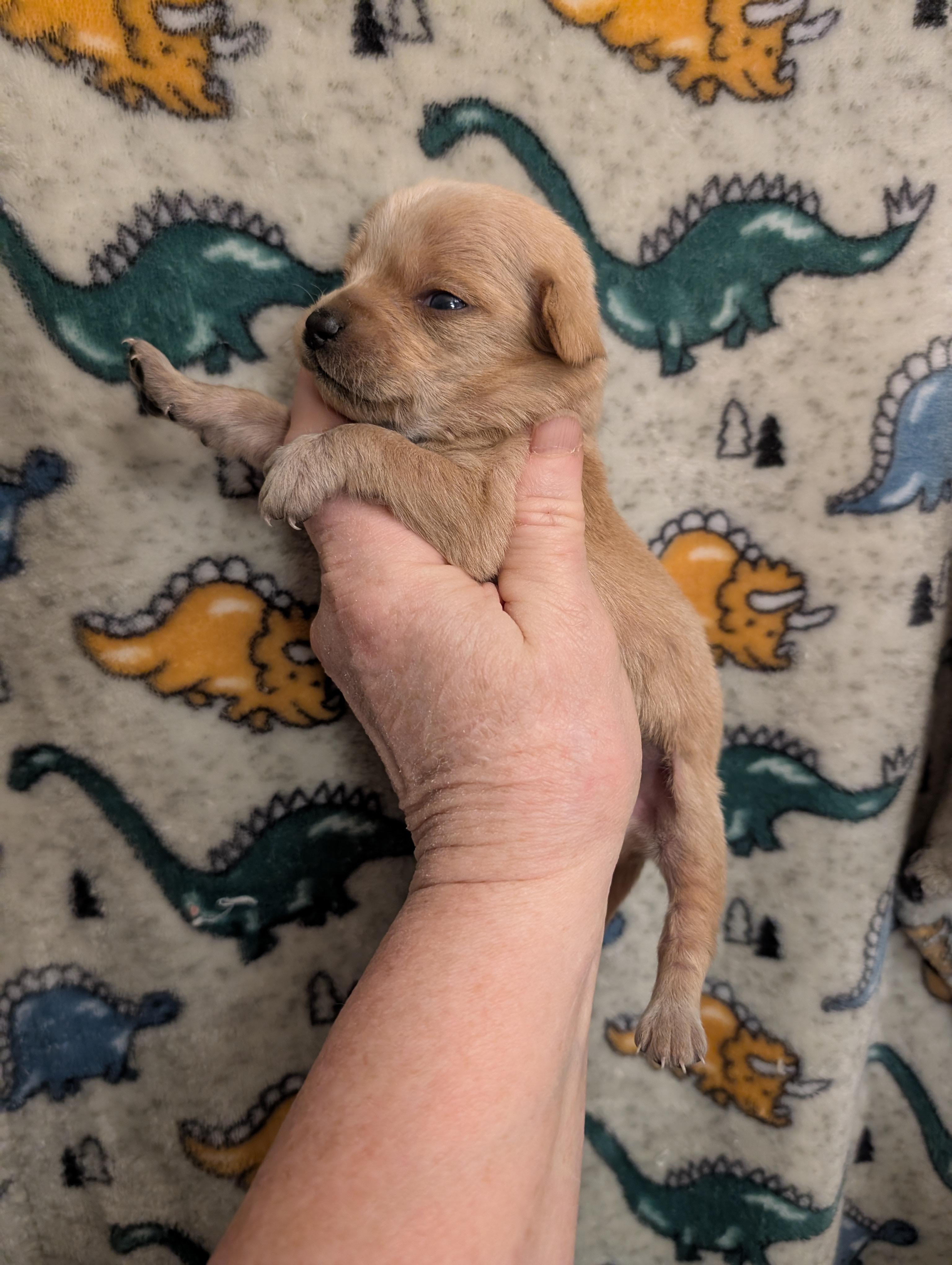 Enlarge CHARLIE , a ADOPTABLE mixed breed in Browns Mills, NJ image 2/3