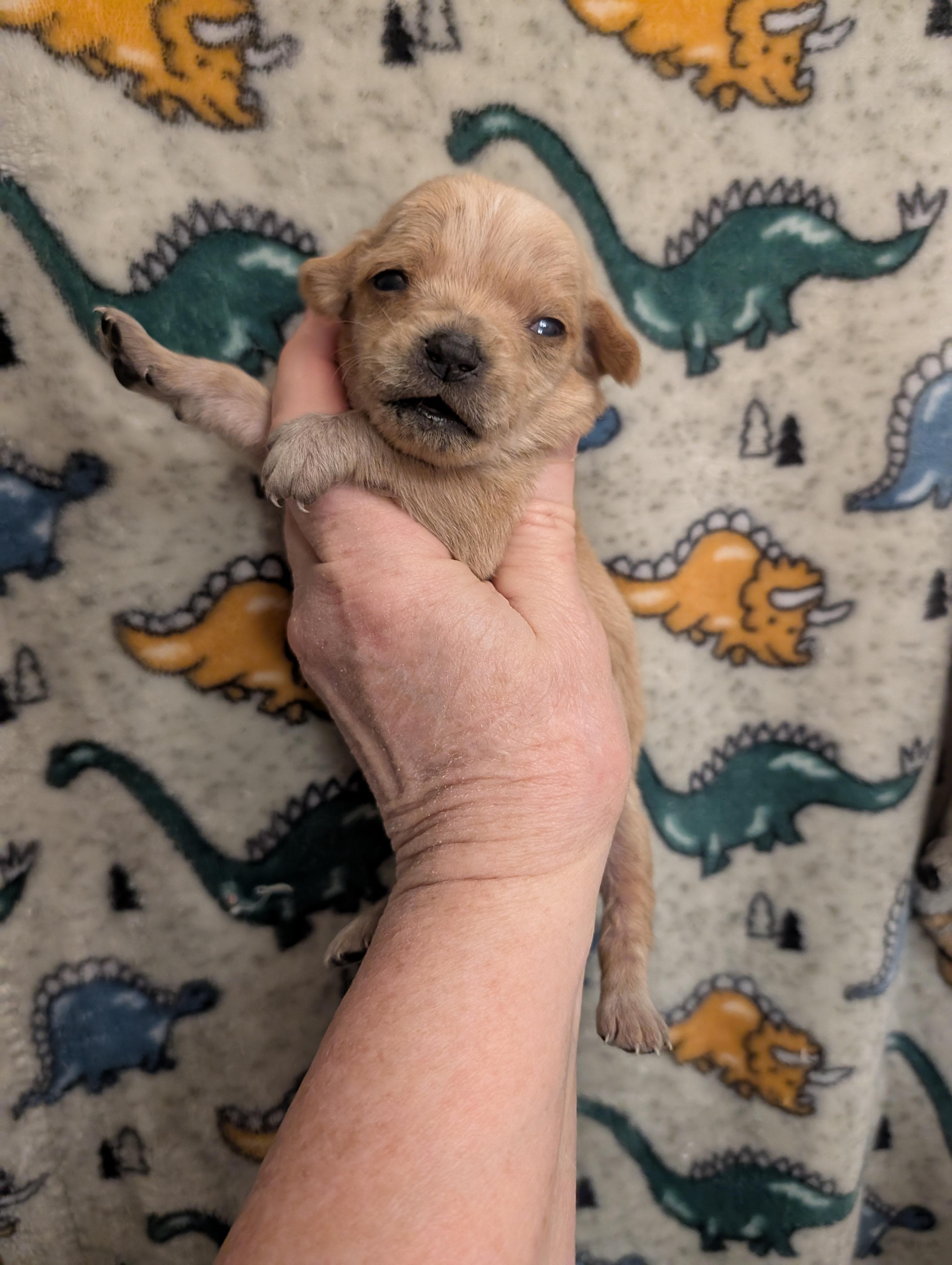 Enlarge CHARLIE , a ADOPTABLE mixed breed in Browns Mills, NJ image 3/3