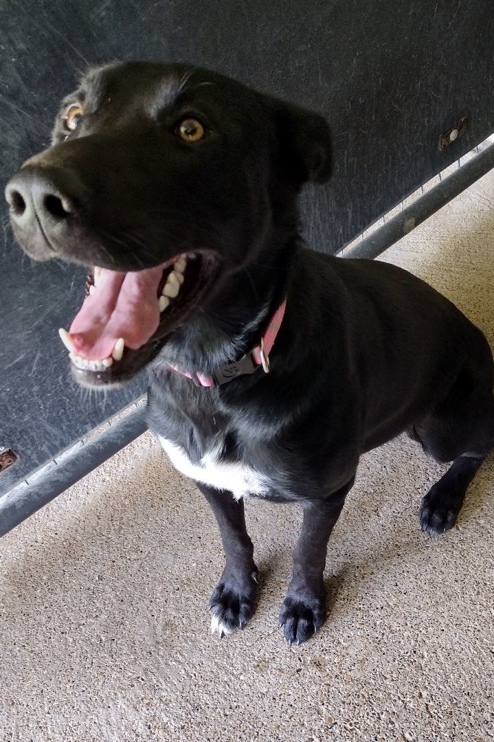 Enlarge Raven, a Adoptable mixed breed in Mineola, TX image 1/1