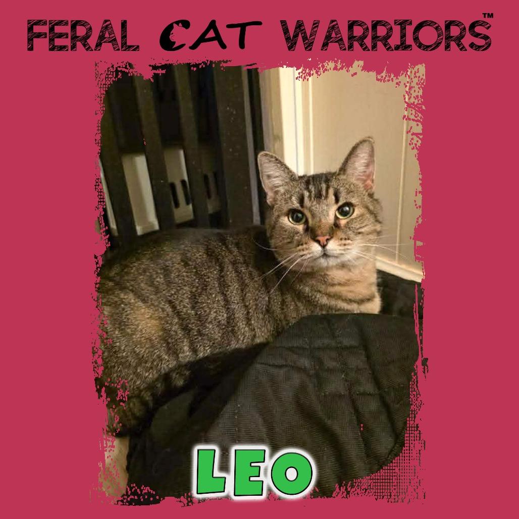 Leo, Adoptable, Adult Male Domestic Short Hair.