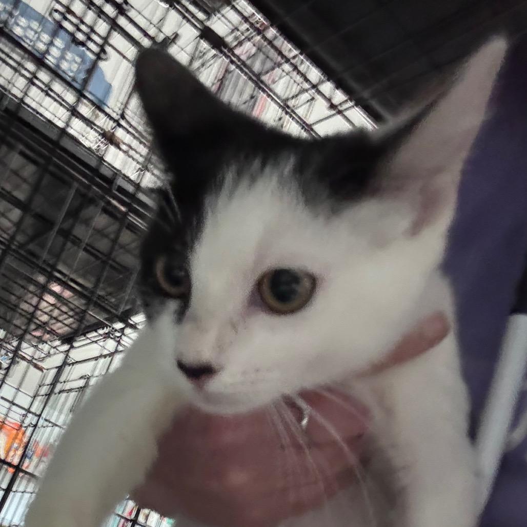 Enlarge Twix, a Adoptable Domestic Short Hair in Hattiesburg, MS image 1/2