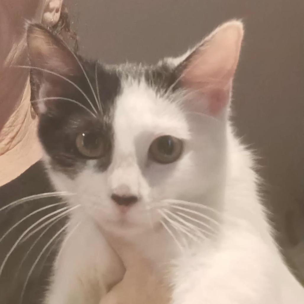 Enlarge Twix, a Adoptable Domestic Short Hair in Hattiesburg, MS image 2/2