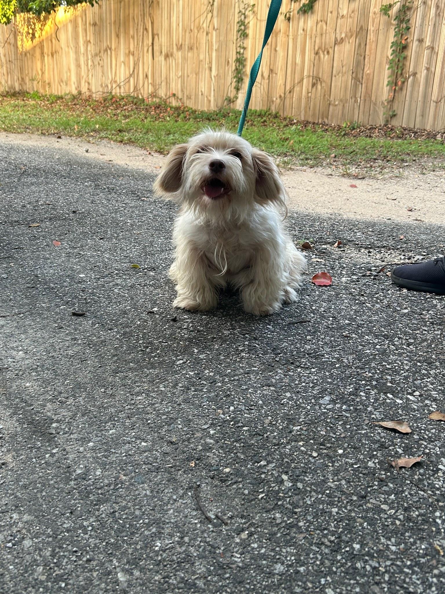 ellie, Adopted, Adult Female Shih Tzu.