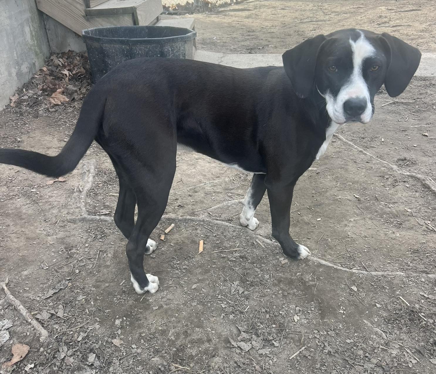 Lucky, ADOPTABLE, Young Male Black Labrador Retriever.