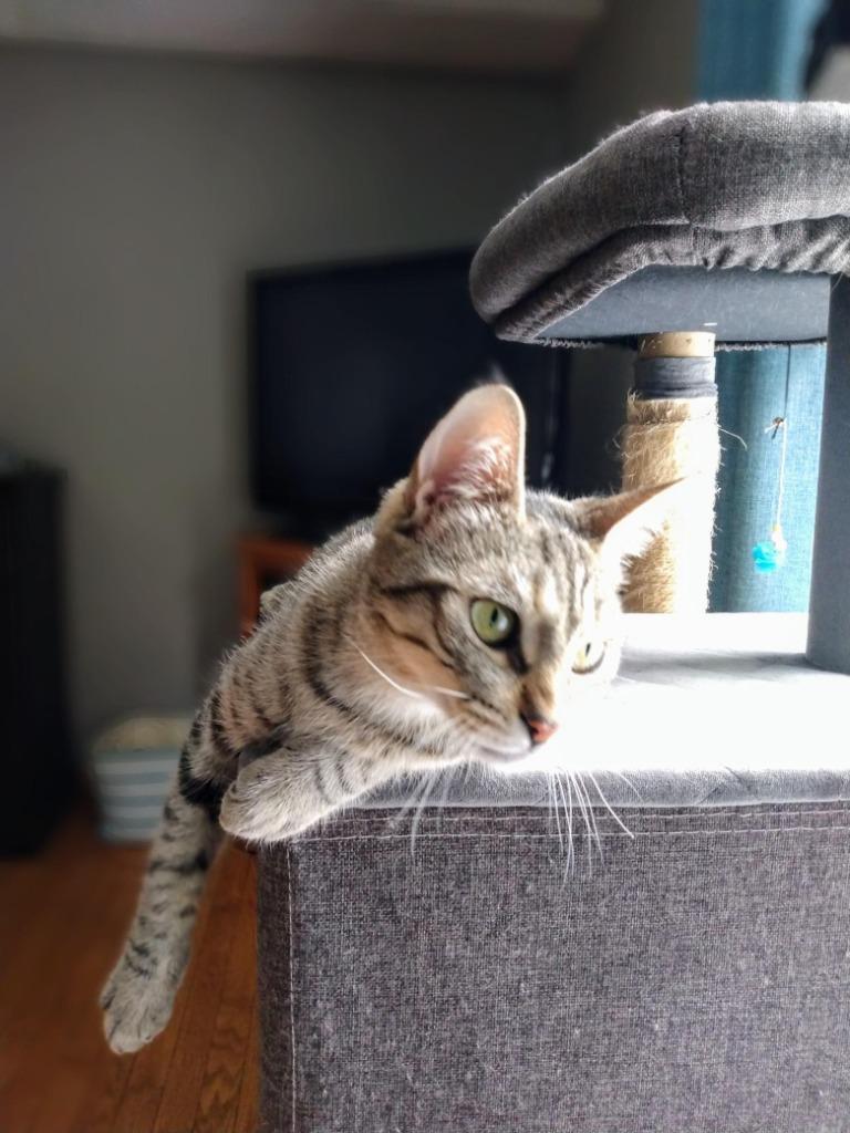 Enlarge Katie 2, a Adoptable Domestic Short Hair in Arthur, ON image 1/4