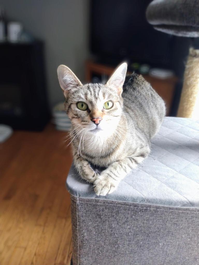 Enlarge Katie 2, a Adoptable Domestic Short Hair in Arthur, ON image 2/4