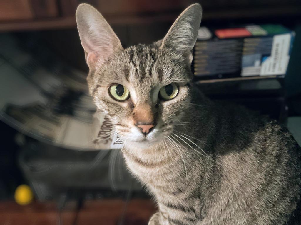 Enlarge Katie 2, a Adoptable Domestic Short Hair in Arthur, ON image 3/4