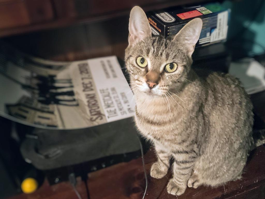 Enlarge Katie 2, a Adoptable Domestic Short Hair in Arthur, ON image 4/4