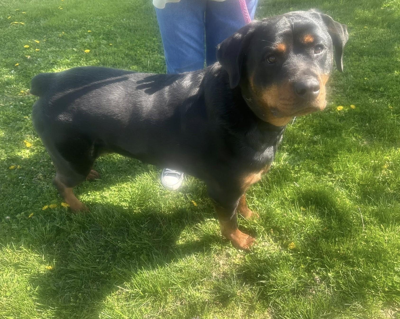 Remington, Adoptable, Adult Female Rottweiler.