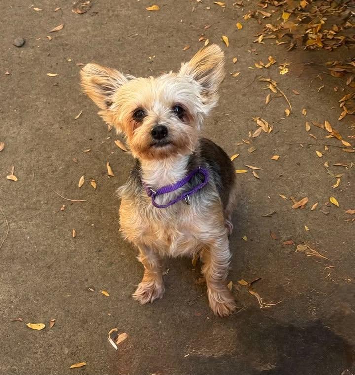 Lisa, Adoptable, Adult Female Yorkshire Terrier & Shih Tzu.