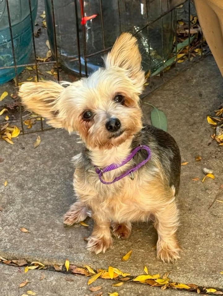 Enlarge Lisa, a Adoptable mixed breed in Buffalo, NY image 2/2