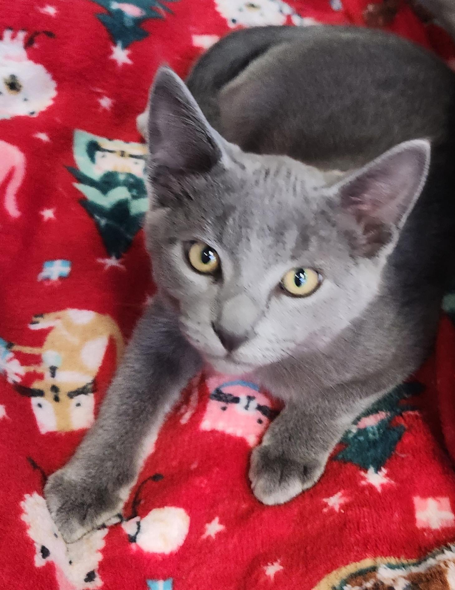 Cool Kike , an adopted Domestic Short Hair in Houston, TX image 1/3