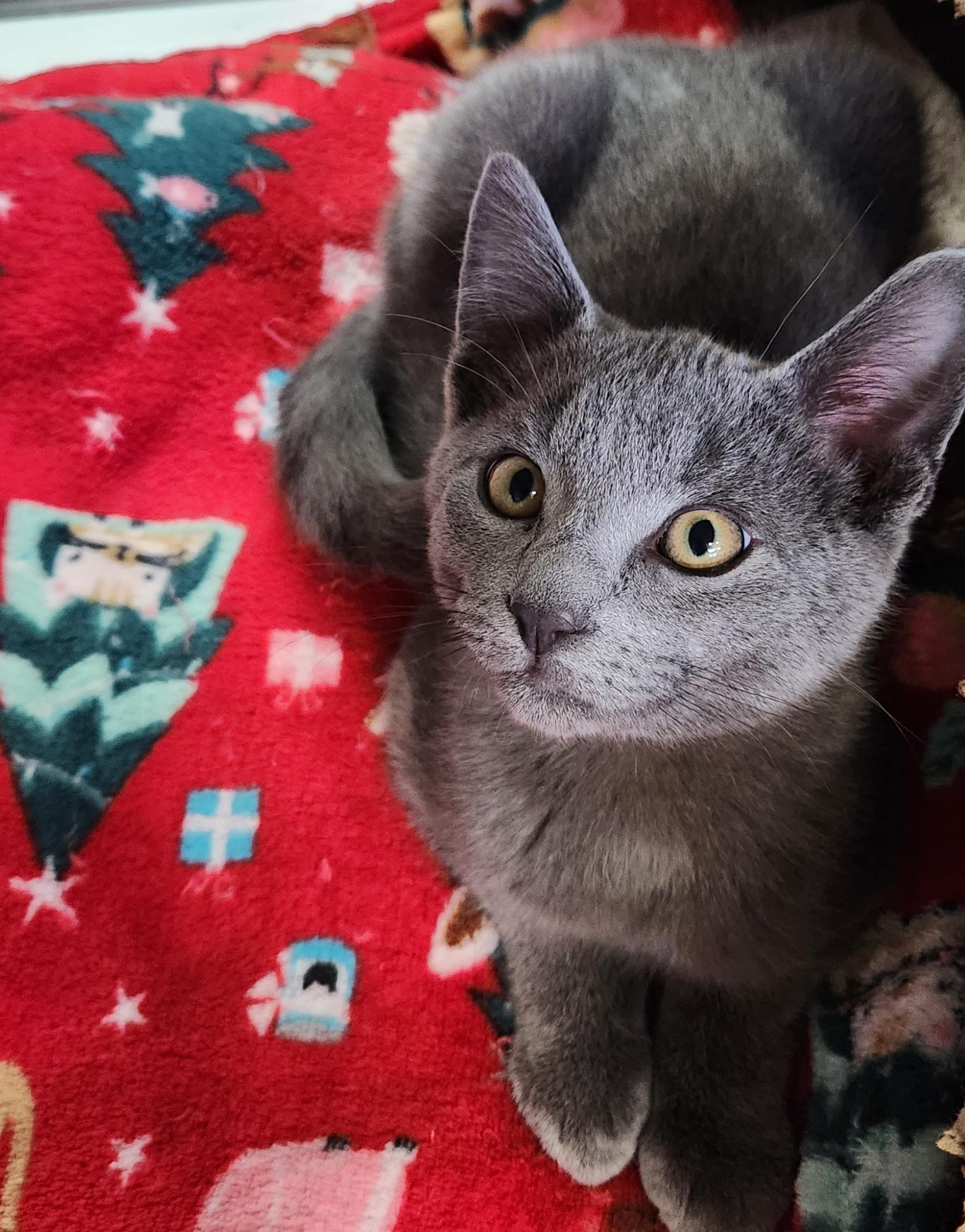 Cool Kike , an adopted Domestic Short Hair in Houston, TX image 2/3