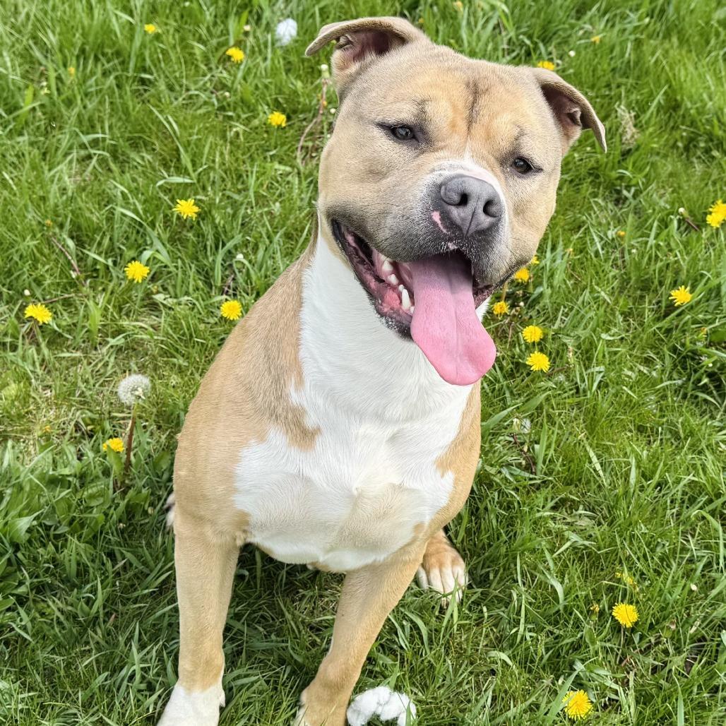 Enlarge Starsky, a Adoptable mixed breed in Rock Falls, IL image 1/1