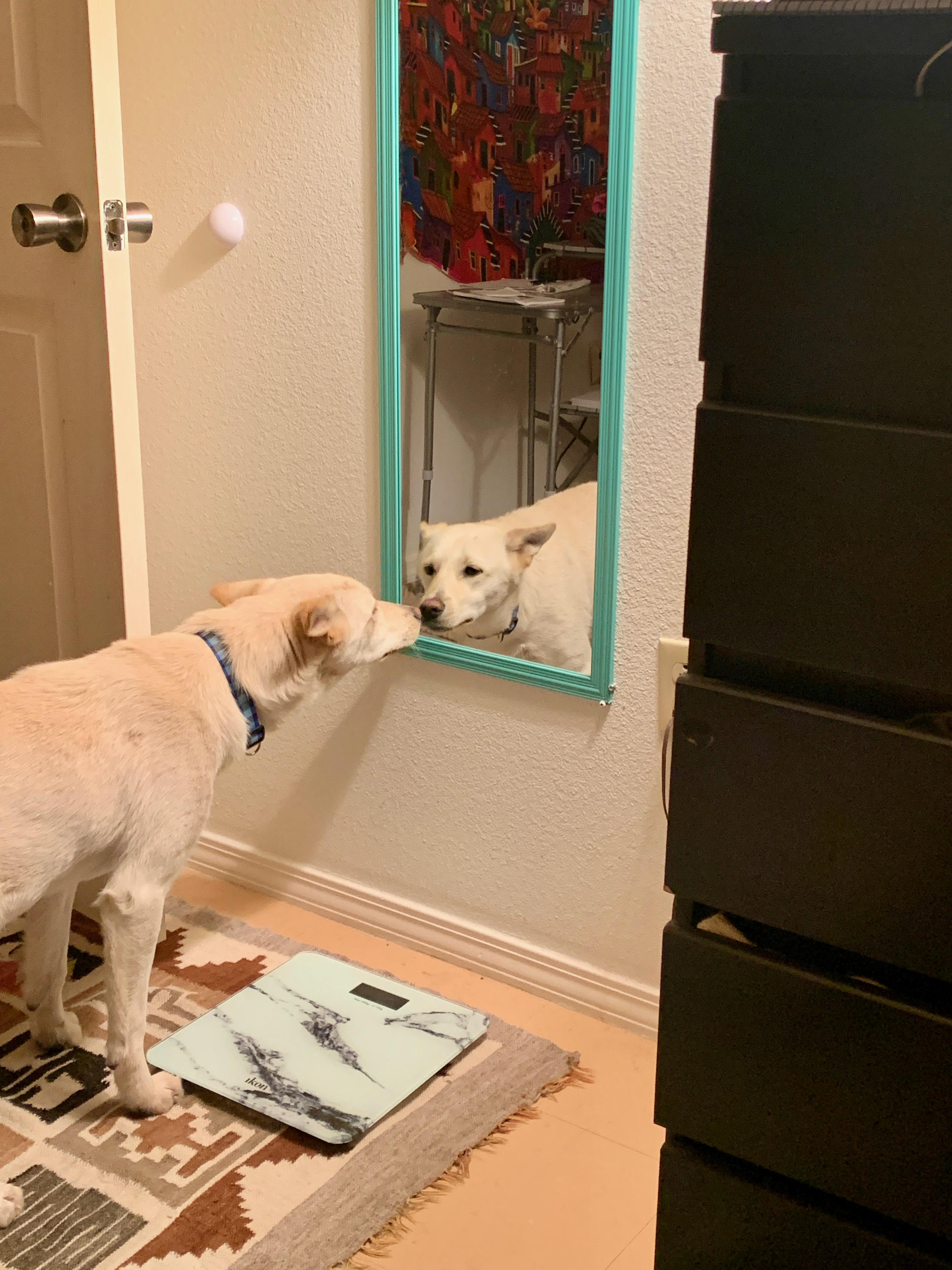 Enlarge Taffy Mae, an adopted mixed breed in Flagstaff, AZ image 1/6