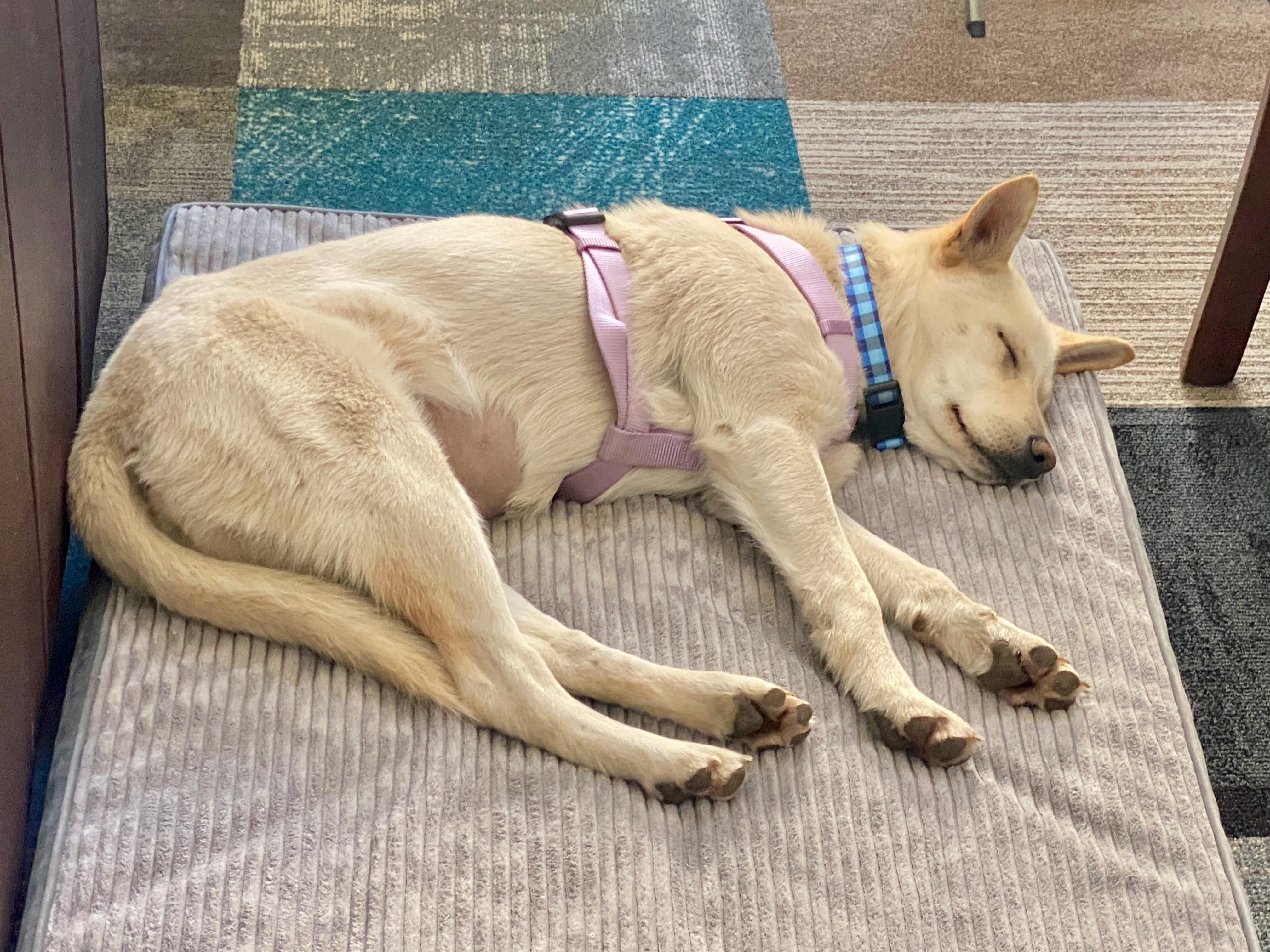 Enlarge Taffy Mae, an adopted mixed breed in Flagstaff, AZ image 6/6