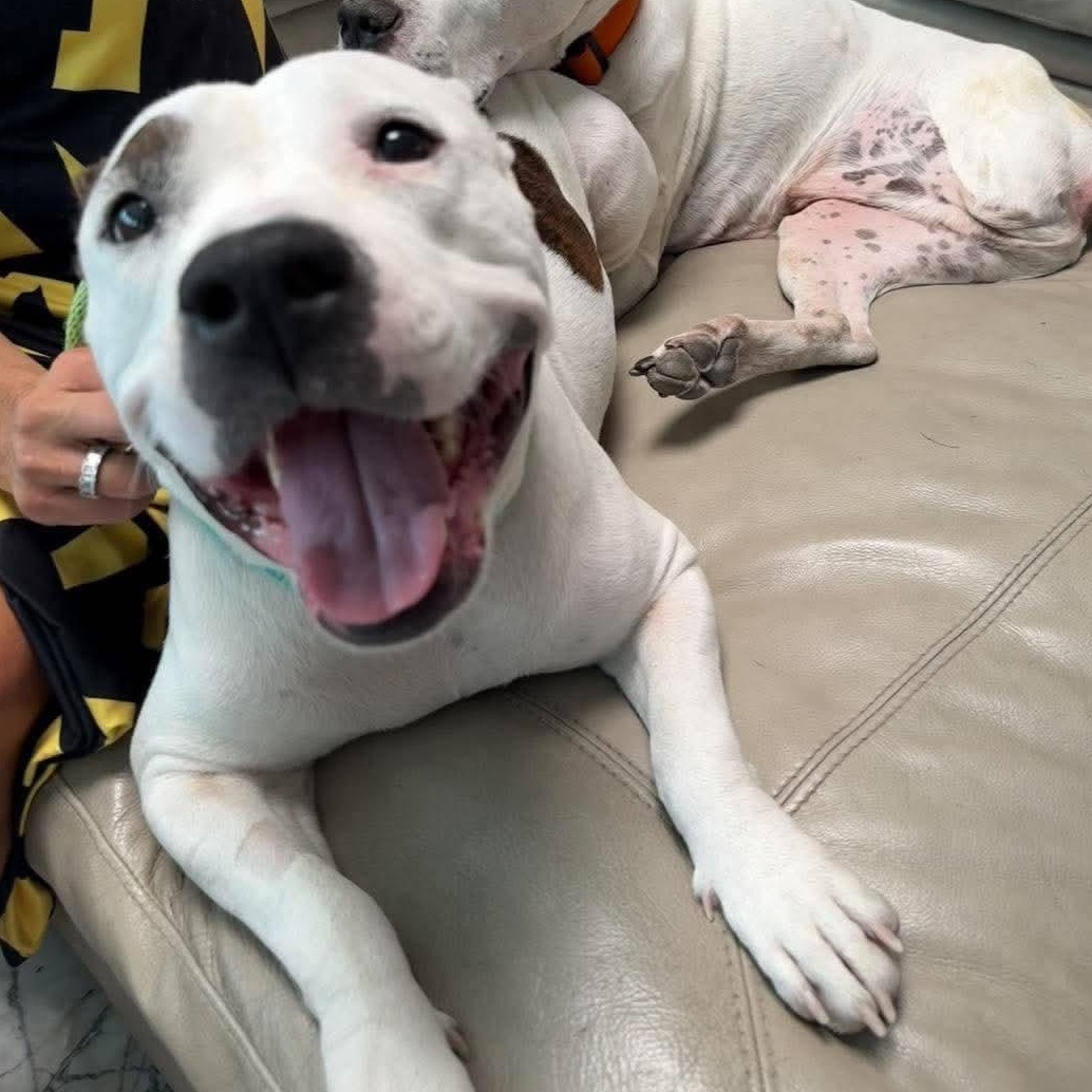 Chloe, a ADOPTABLE Pit Bull Terrier in Las Vegas, NV image 2/3