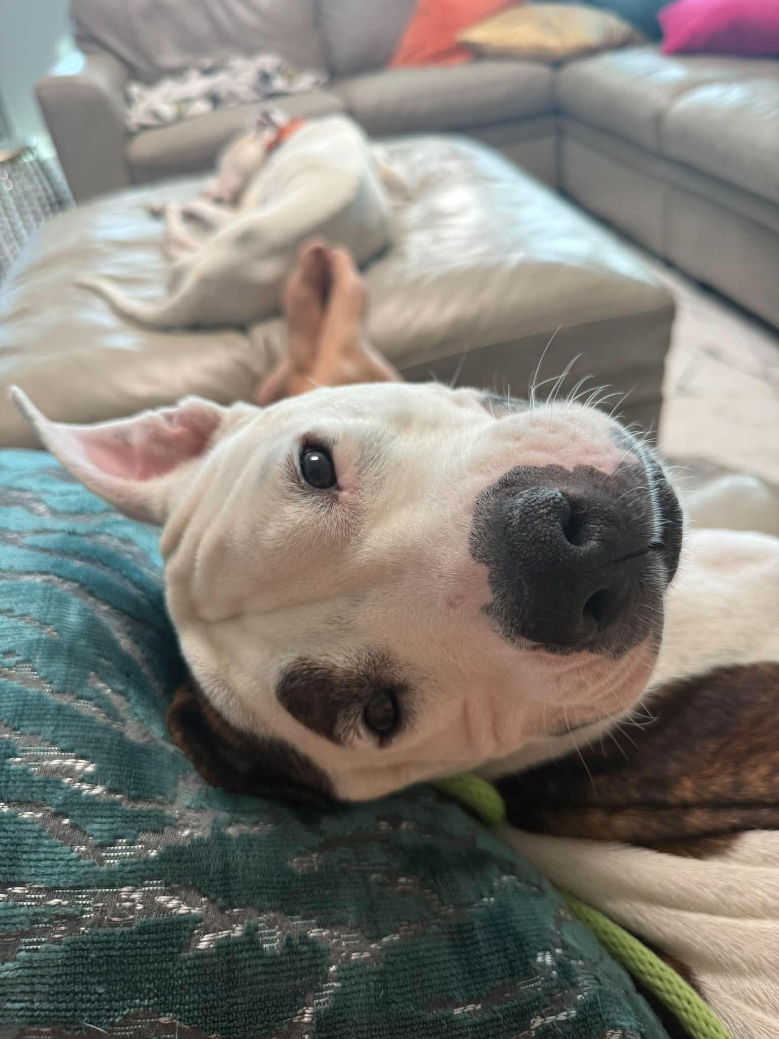 Chloe, a ADOPTABLE Pit Bull Terrier in Las Vegas, NV image 3/3