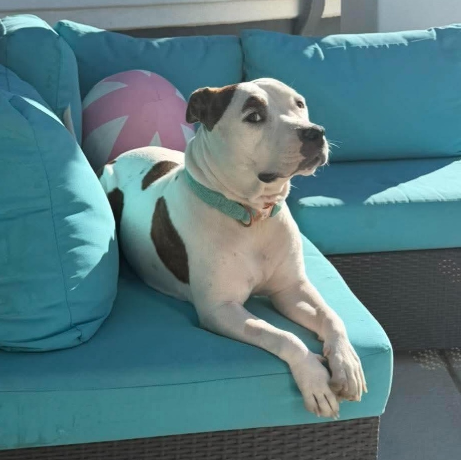 Chloe, ADOPTABLE, Adult Female Pit Bull Terrier.
