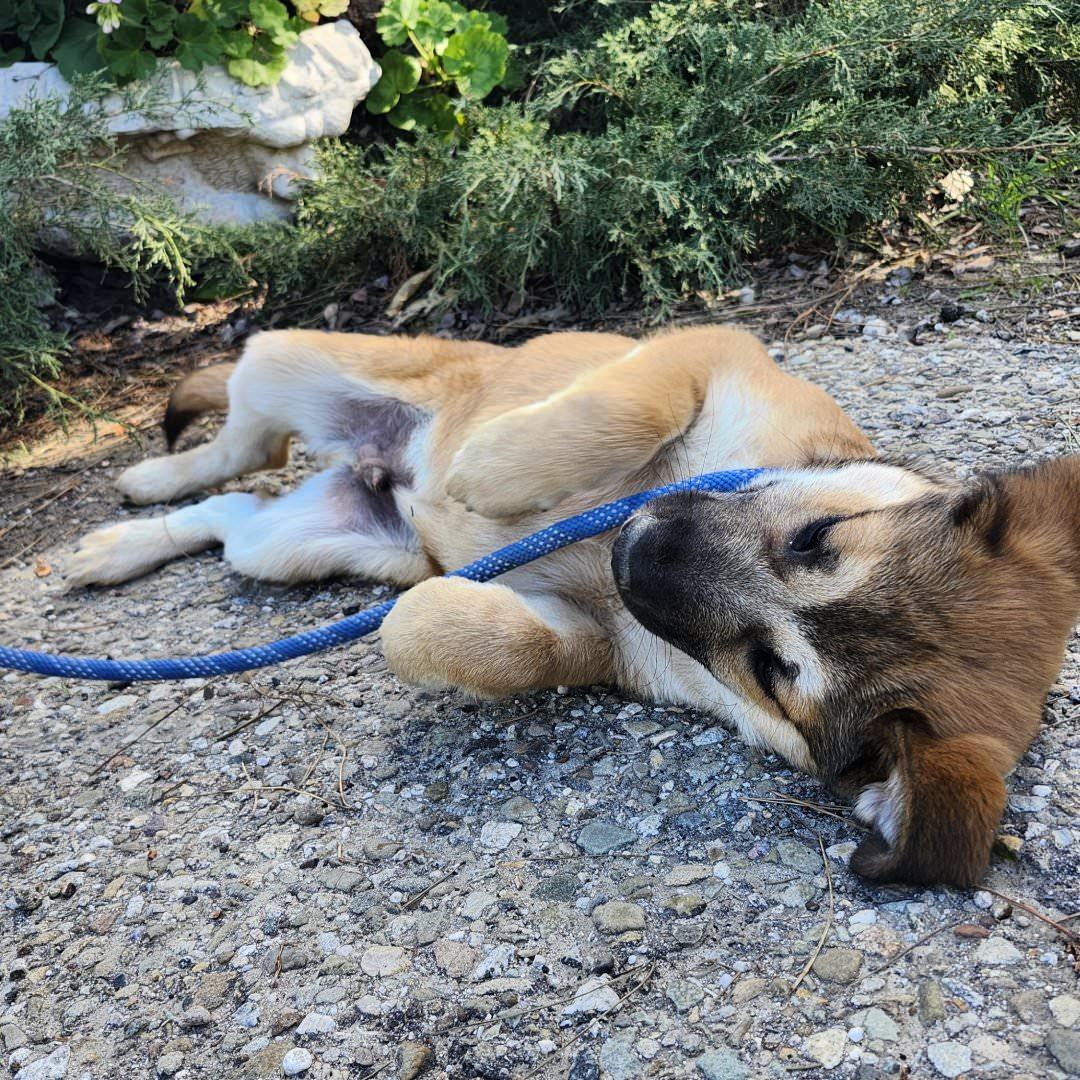 Enlarge Pancho, an adopted mixed breed in Burbank, CA image 4/6