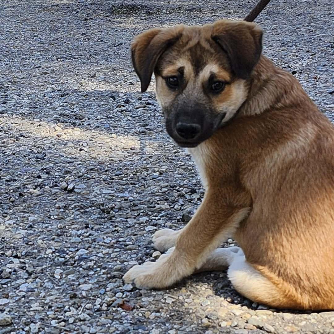Enlarge Pancho, an adopted mixed breed in Burbank, CA image 6/6