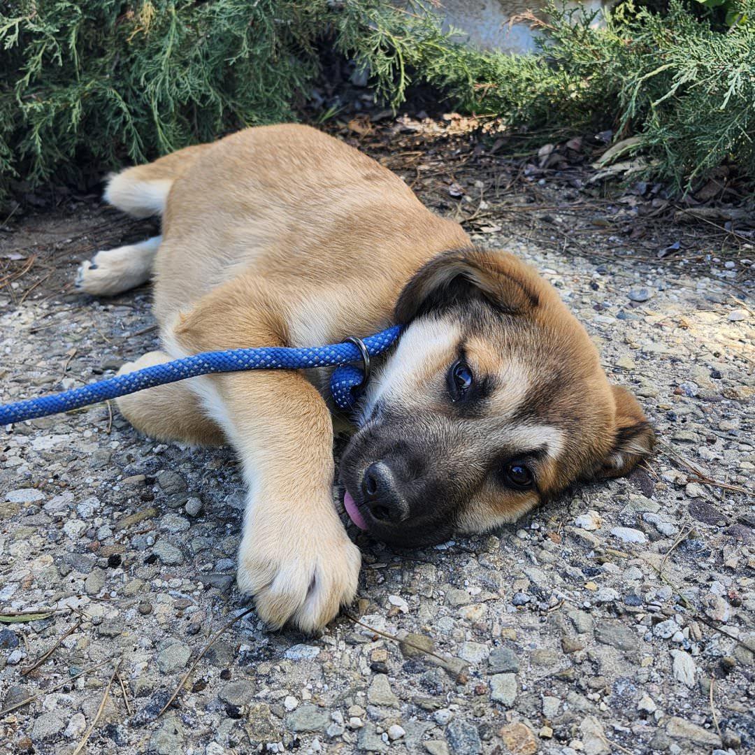 Enlarge Pancho, an adopted mixed breed in Burbank, CA image 2/6