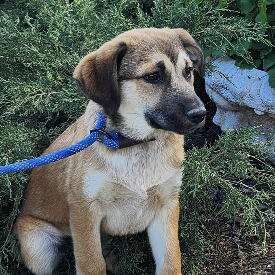 Pancho, adopted, Puppy Male German Shepherd Dog.