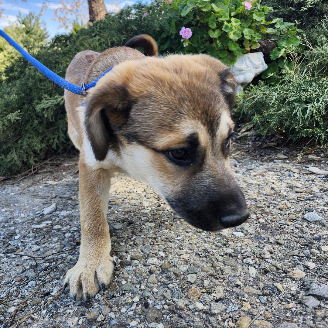 Enlarge Pancho, an adopted mixed breed in Burbank, CA image 3/6