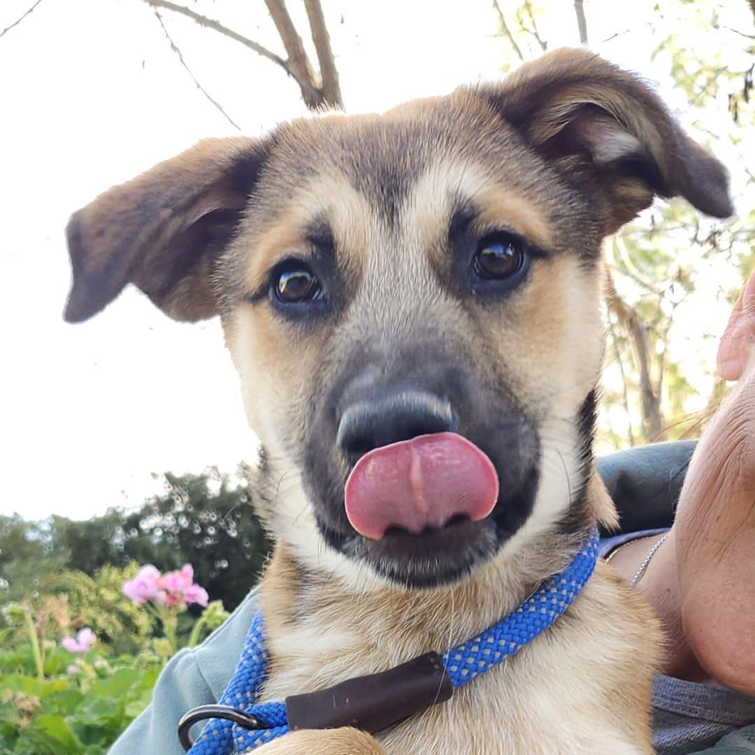 Enlarge Pancho, an adopted mixed breed in Burbank, CA image 5/6