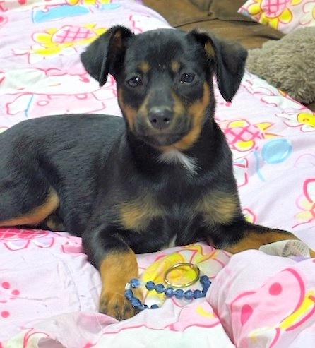 Dolly, a ADOPTABLE mixed breed in Aurora, IL image 1/2