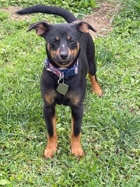 Dolly, a ADOPTABLE mixed breed in Aurora, IL image 2/2